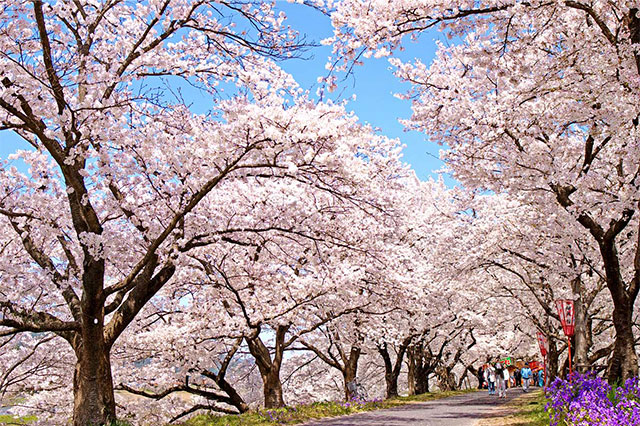 の 名所 さくら 桜の名所｜つくば市公式ウェブサイト