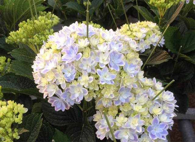 日本産 M S Gracy 紫陽花が広がる優美なワンピース 絶対一番安い H Dent Hr