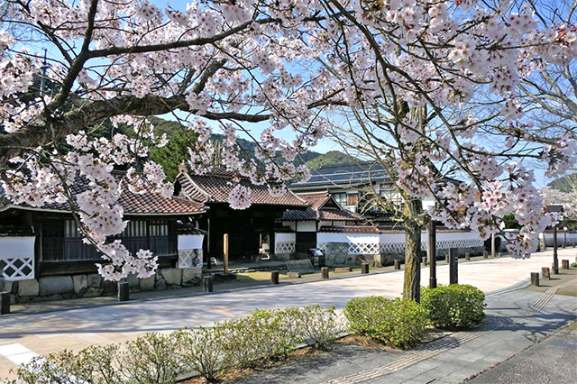 春 ～　‟山陰の小京都”を彩る桜と、「SLやまぐち号」の雄姿に歓声！ ～