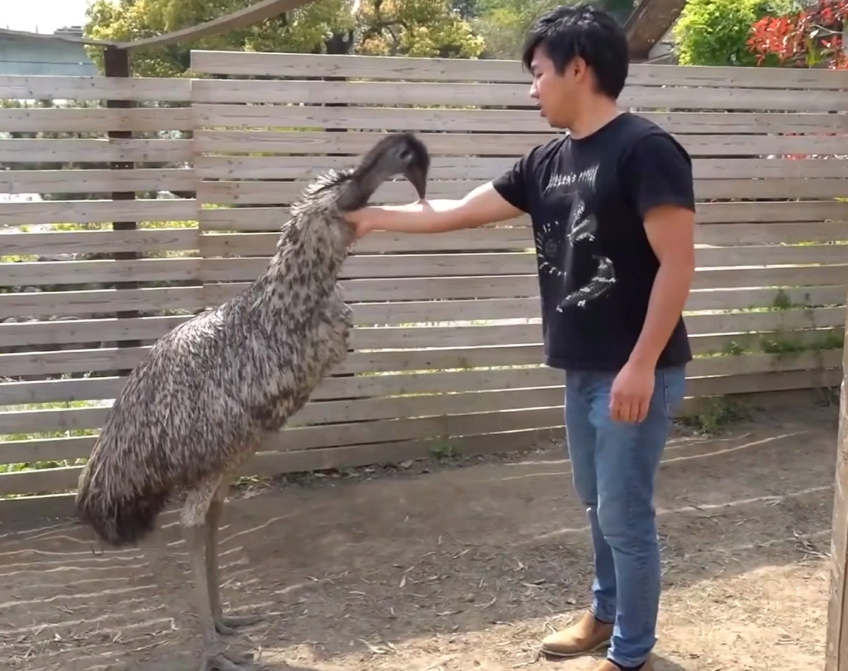 ちゃんねる鰐 エミュー 狂暴化 出典：YouTubeより