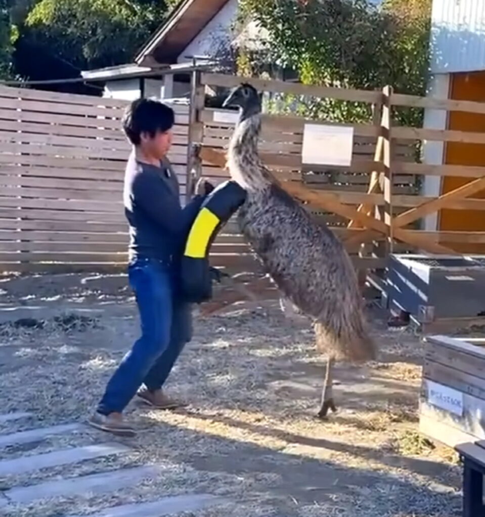 ちゃんねる鰐 エミュー 狂暴化 出典：YouTubeより