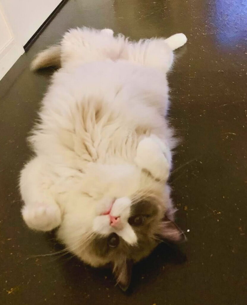 遠野なぎこ 猫 インスタグラムより