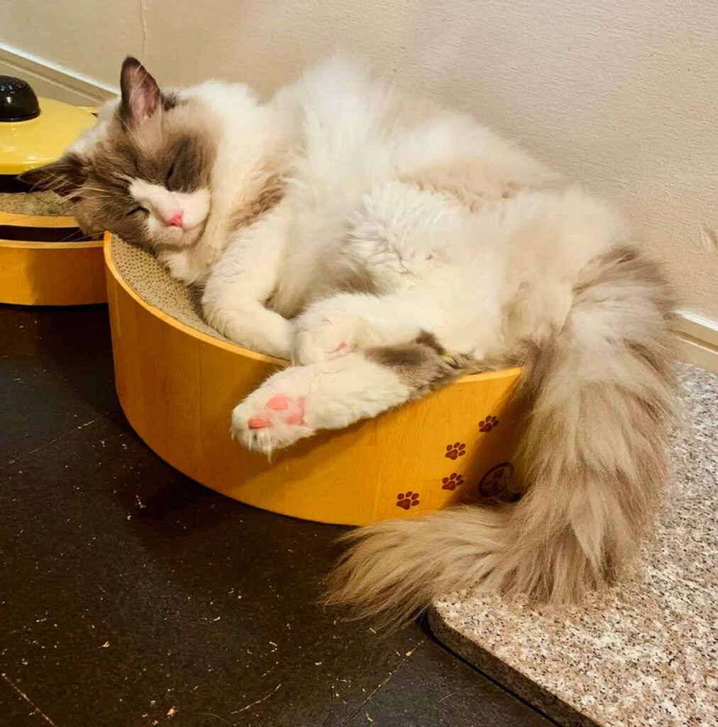 遠野なぎこ 猫 出典：インスタグラムより