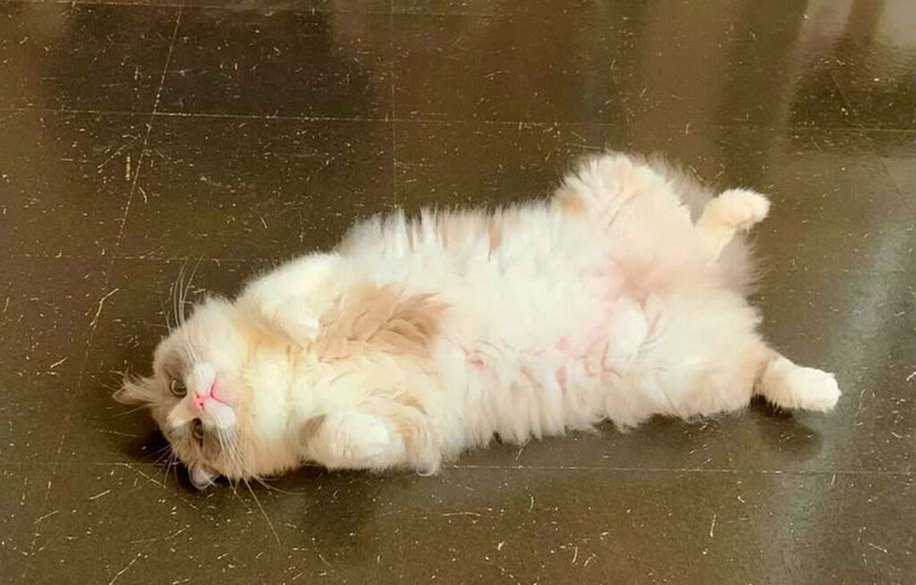 遠野なぎこ 猫 出典：インスタグラムより