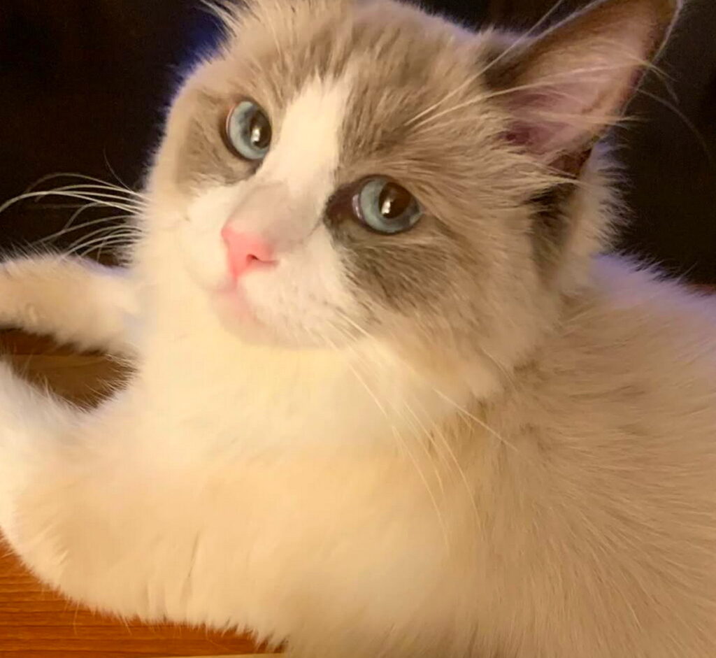 遠野なぎこ 猫 出典：インスタグラムより